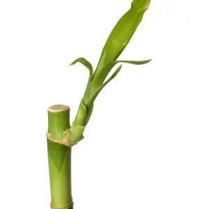 Lucky Bamboo