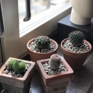 Cactus - Mixed Varieties