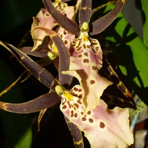 X Bratonia