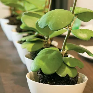 Sweetheart Plant