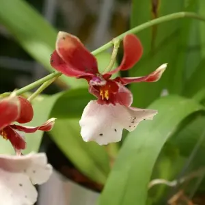 Miltonidium Orchid