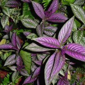 Royal Purple Plant