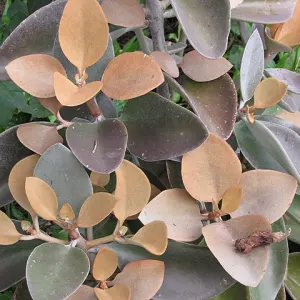 Copper Spoons