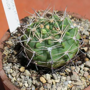 Chin Cactus