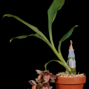 Catasetum orchid