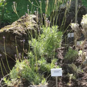 Fern Leaf Lavender
