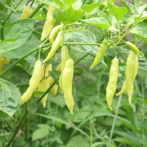 Hot pepper