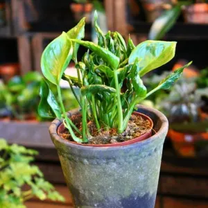 Shangri la pothos