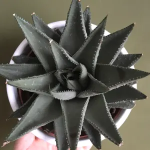 Haworthia