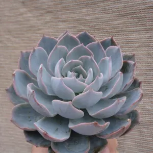Echeveria