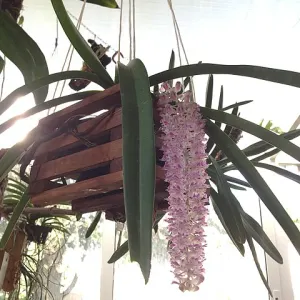 Foxtail orchid