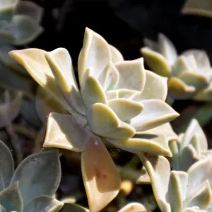 Ghost plant