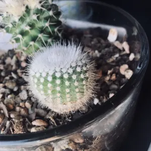 Silver ball cactus