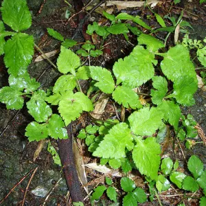 Japanese Mitsuba Parsley