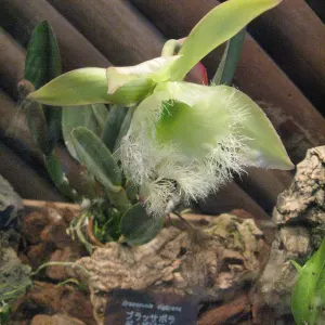 Digby’s beaked orchid