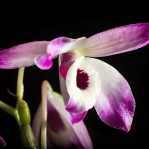 Noble dendrobium
