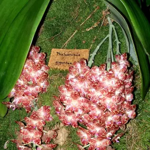 Phalaenopsis gigantea 