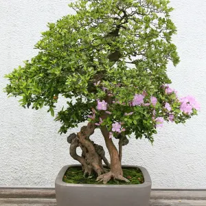 Azalea bonsai
