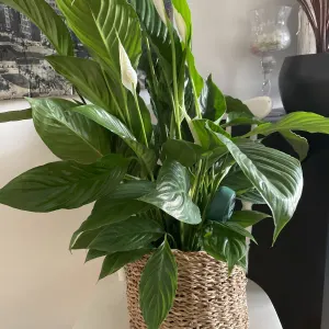 Peace Lily