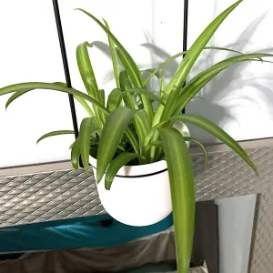 Spider Plant