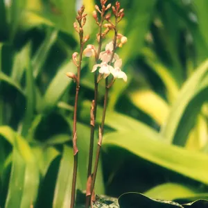 Monk Orchid
