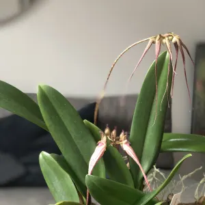 Bulbophyllum