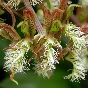 Catasetum orchid