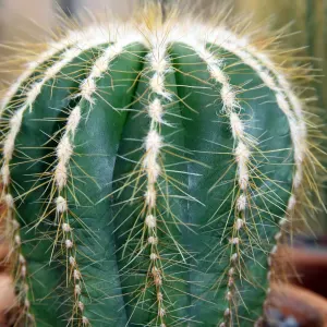 Balloon cactus