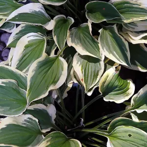 Hosta