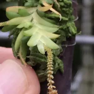 Oberonia japonica