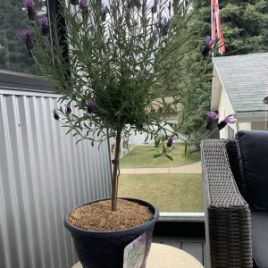 Lavender tree