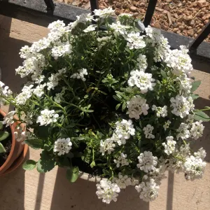 Candytuft