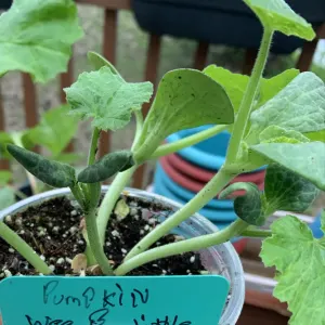 Pumpkin