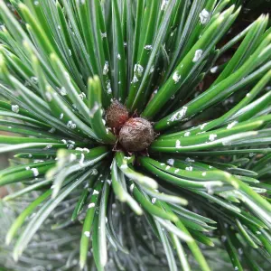 Rocky mountain bristlecone pine