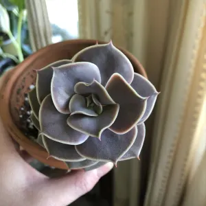 Echeveria