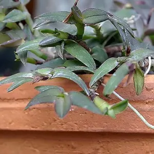 Epidendrum peperomia