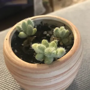 Crassula hirtipes