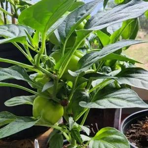 Spicy bell pepper