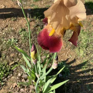 Tall bearded iris
