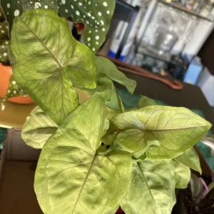 Arrowhead plant