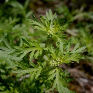 Lesser swine-cress