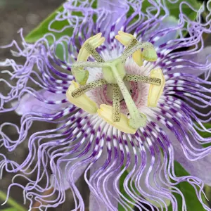 Purple passionflower