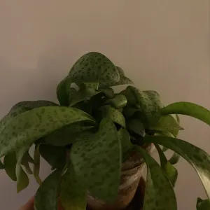 Scilla leather leaf
