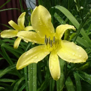 Daylily - mixed varieties 