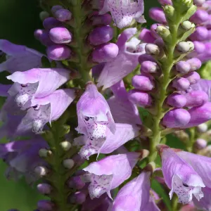 Obedient plant 