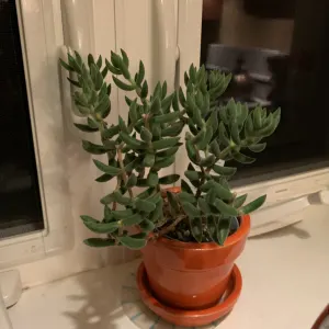 Crassula
