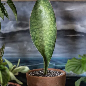 Whale fin snake plant