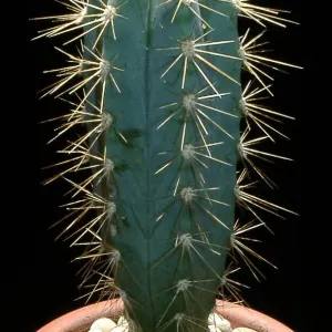 Blue Columnar Cactus