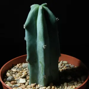 Blue candle cactus