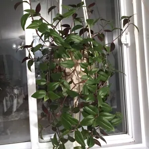 Tradescantia